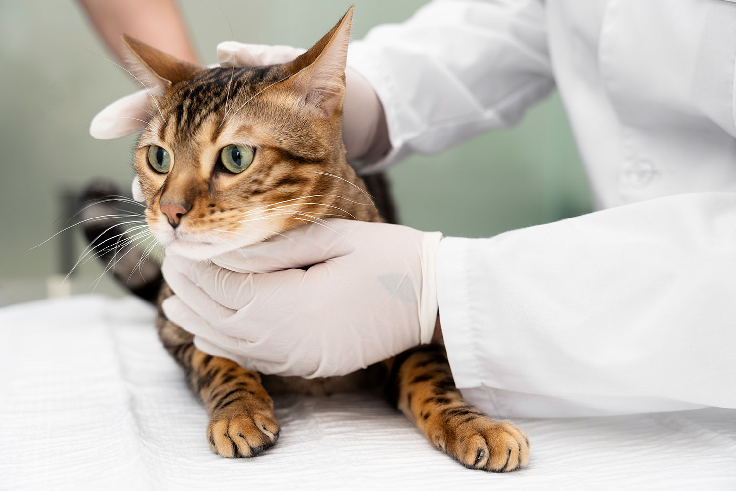 Common Cat Diseases